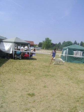2013.07.27-28.-Debrecen CACIB- Vénuszvölgyi Vitéz Ízis